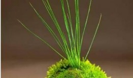 圈内爆料文竹,圈内爆料揭示神秘面纱